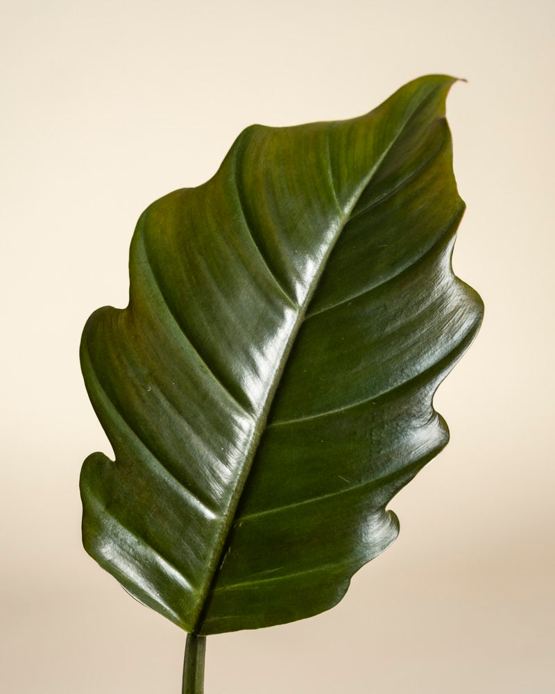 feey-variado-philodendron-pluto-zimmerpflanze-ohne-bertopf-gezackt image 2