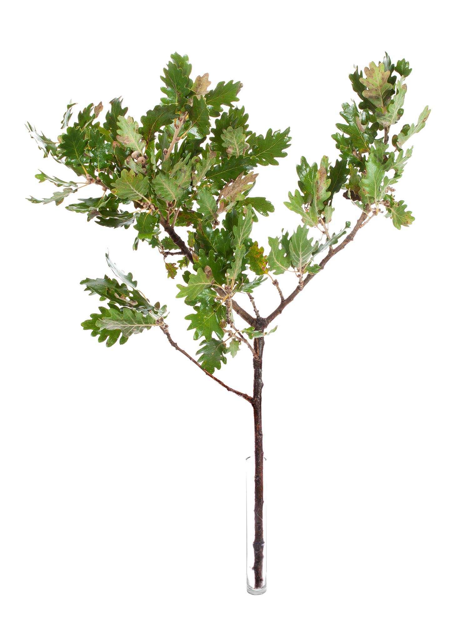 blumigo-blattwerk-eichenbl-tter-bindegr-n-natur image 3