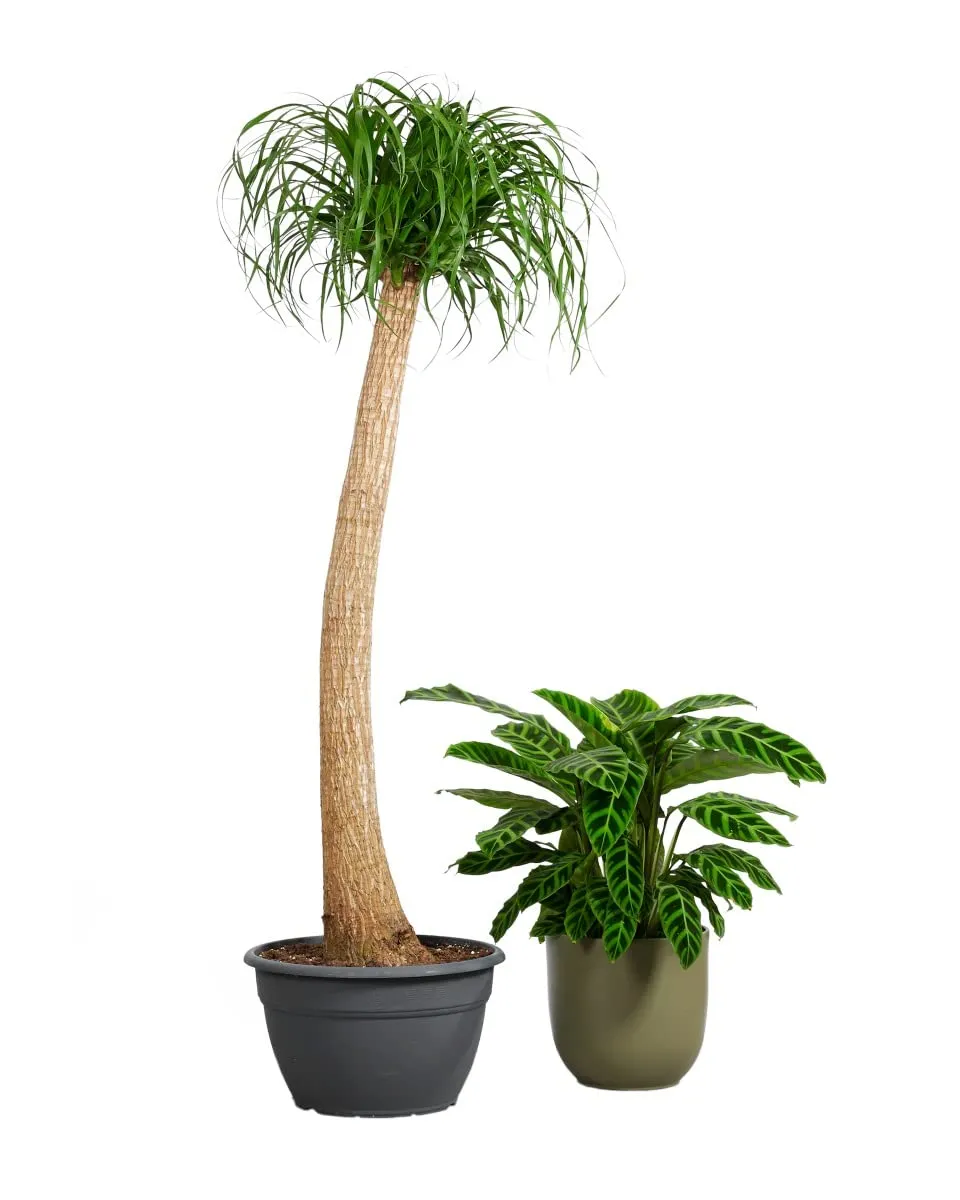 plnts-rareplnts-beaucarnea-recurvata-elefantenfu-160-cm image 1