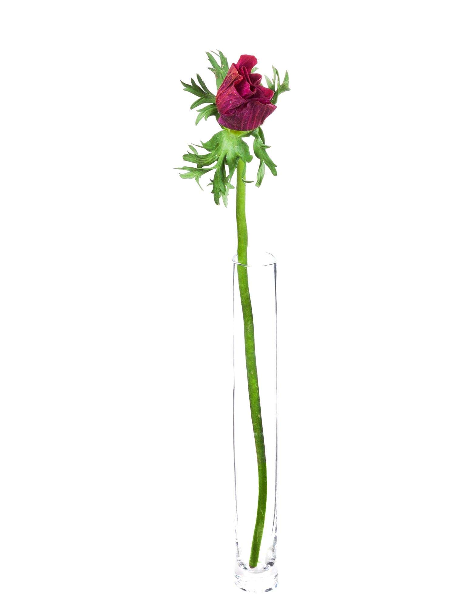 blumigo-anemonen-mistral-bordeaux-schnittblume-aubergine image 4