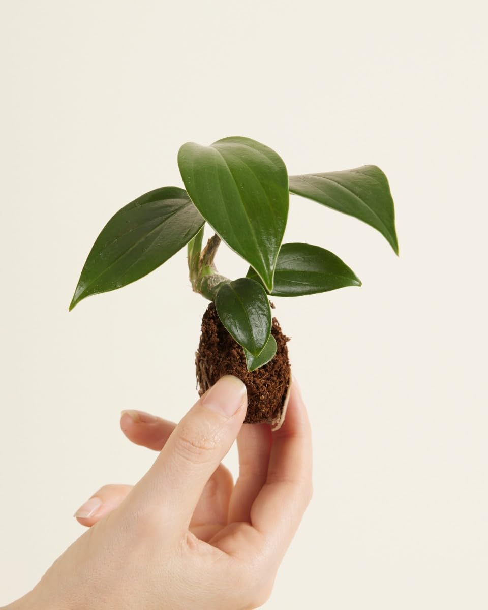 plnts-baby-philodendron-dragon-tail-zimmerpflanze-10cm image 2