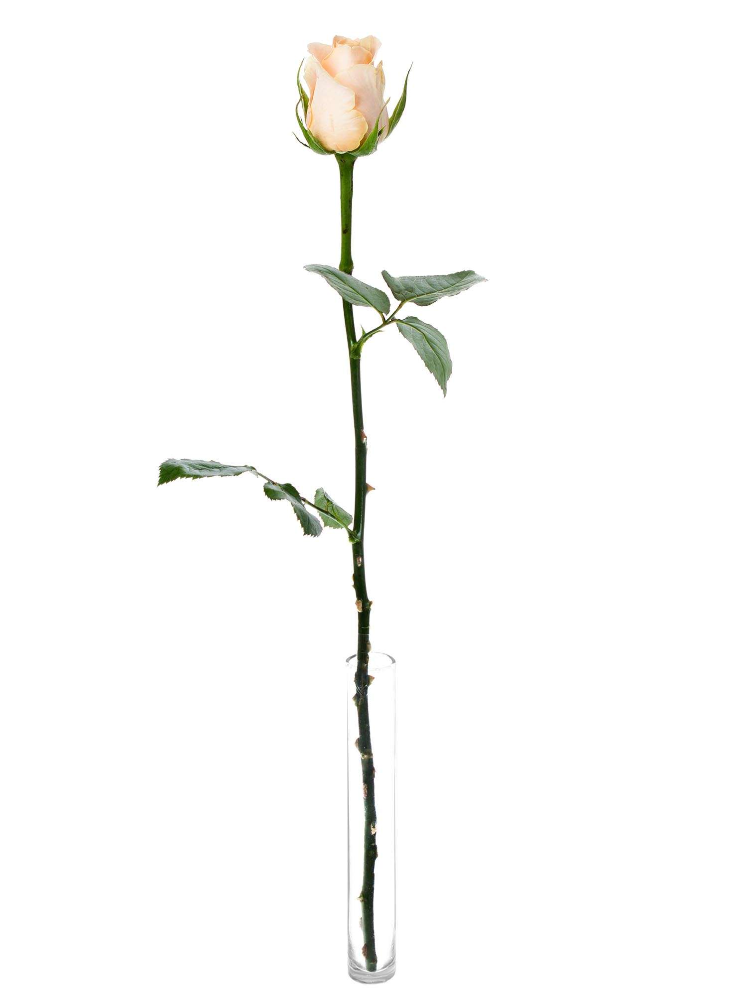 blumigo-rosen-cashmere-rose-creme-apricot-einzelstiel-frisch image 3