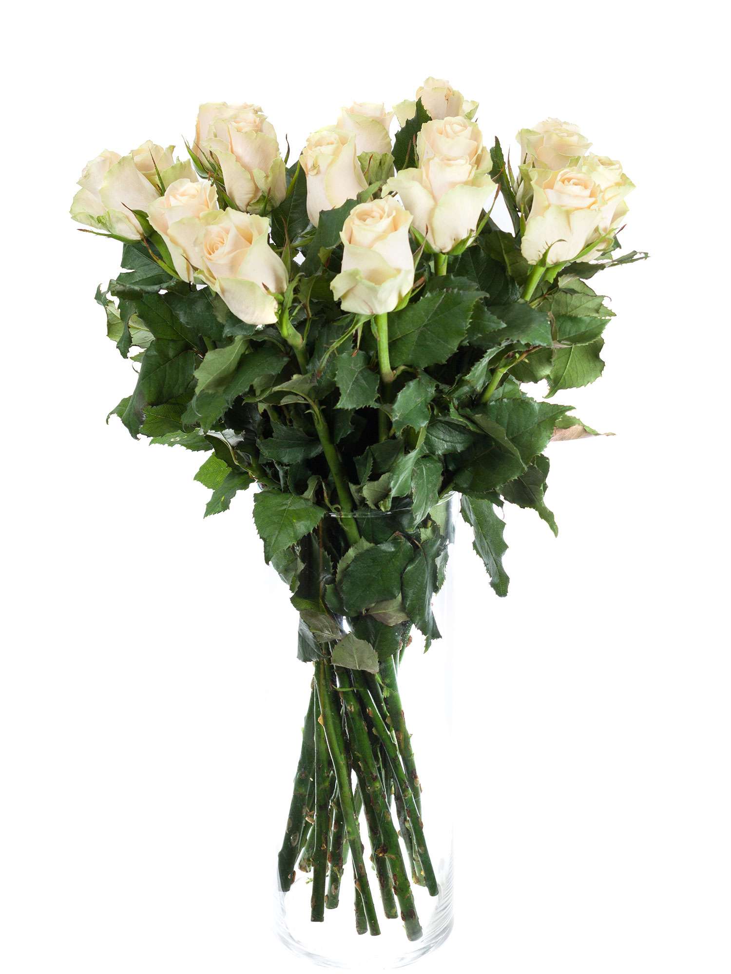 blumigo-rosen-charmant-creme-schnittrose-creme-einzeln image 2