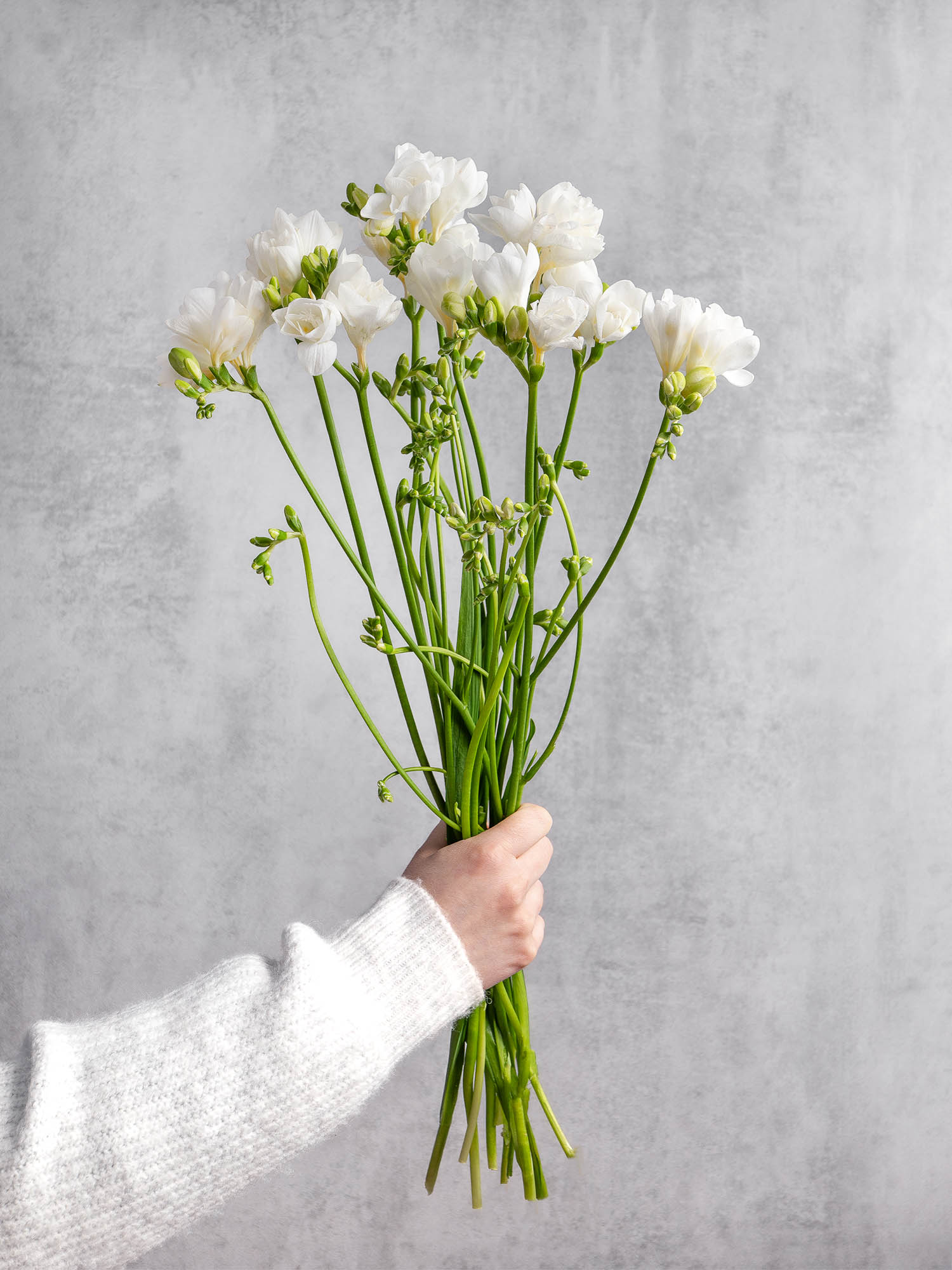 blumigo-freesien-volante-schnittblumen-wei-duftend image 2