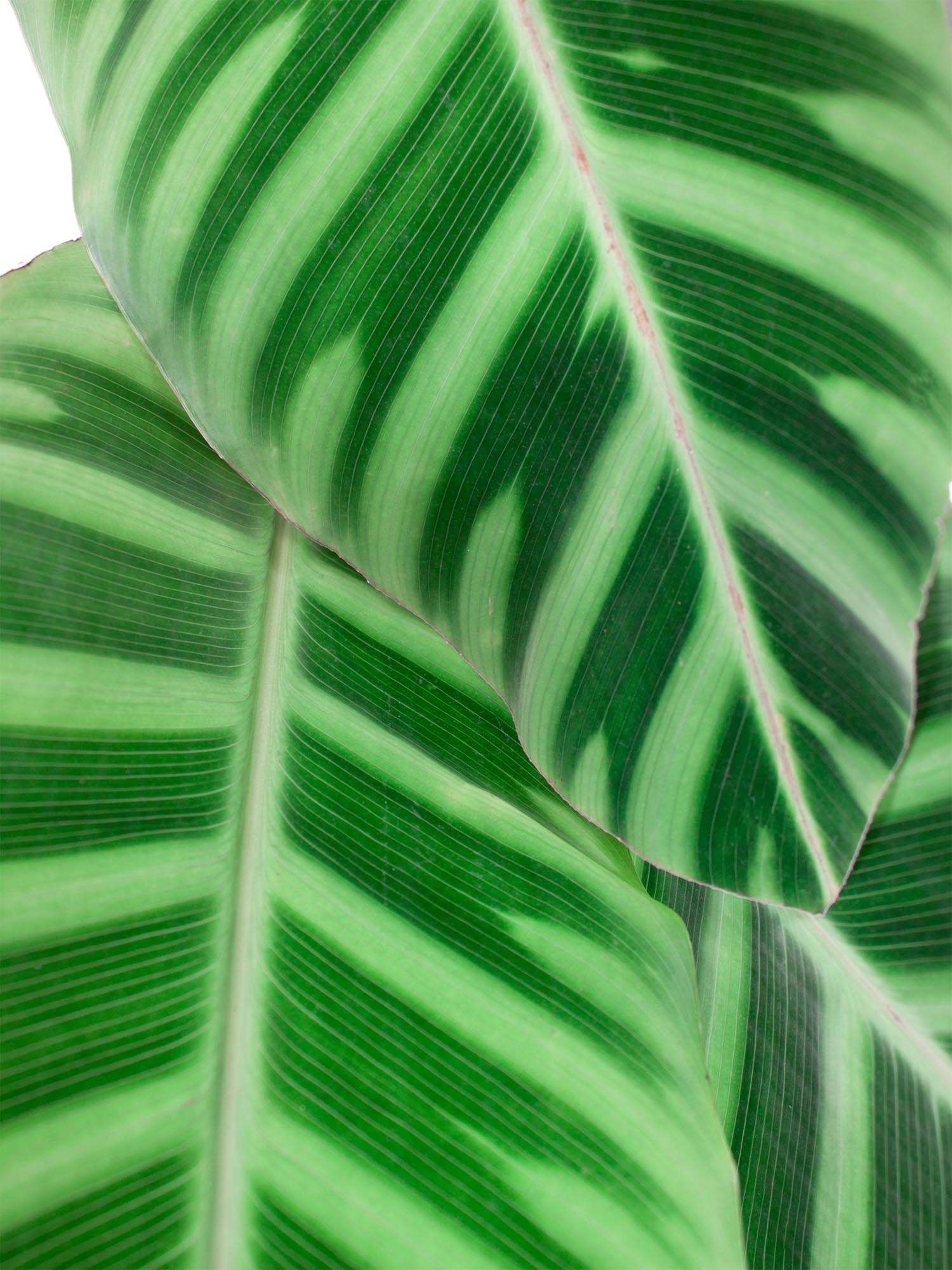blumigo-blattwerk-calathea-korbmarante-gr-n-stiel image 1