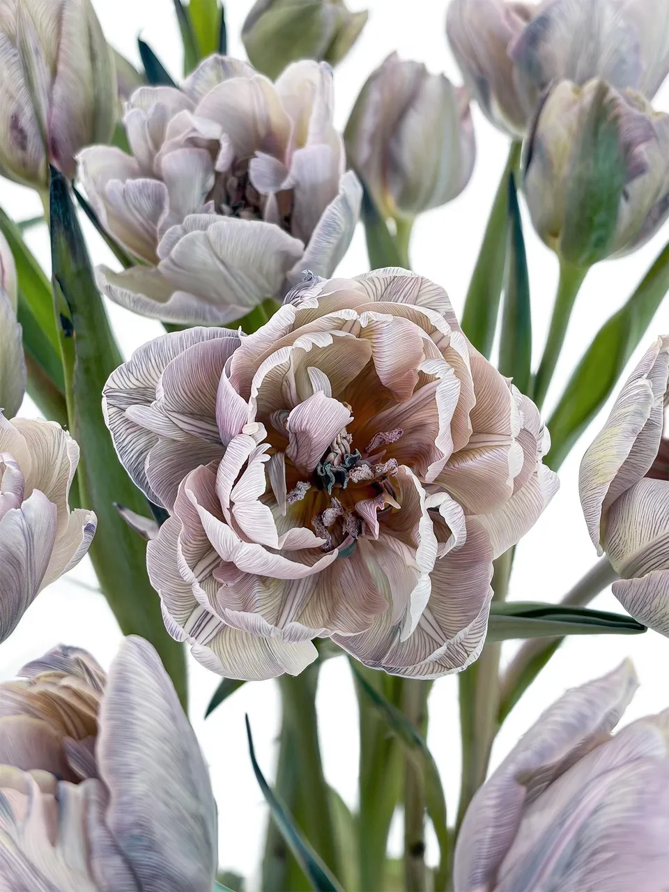 blumigo-tulpen-dusty-olive-schnittblume-grau-creme-gef-llt image 1