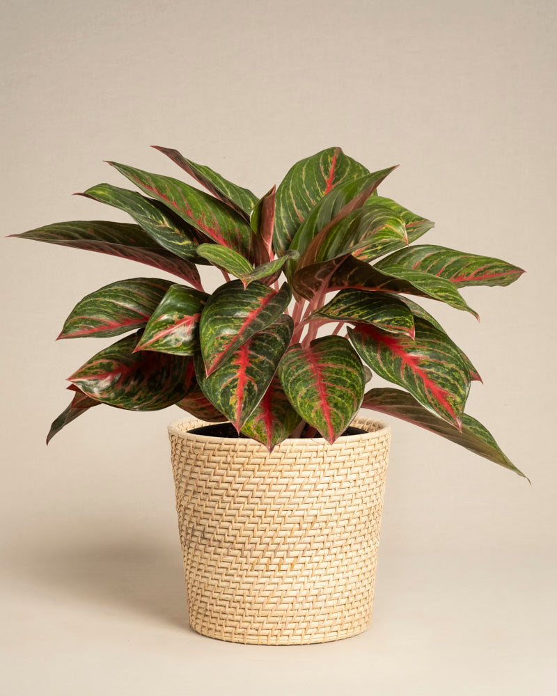 feey-variado-aglaonema-red-emerald-zimmerpflanze-topf-18 image 5