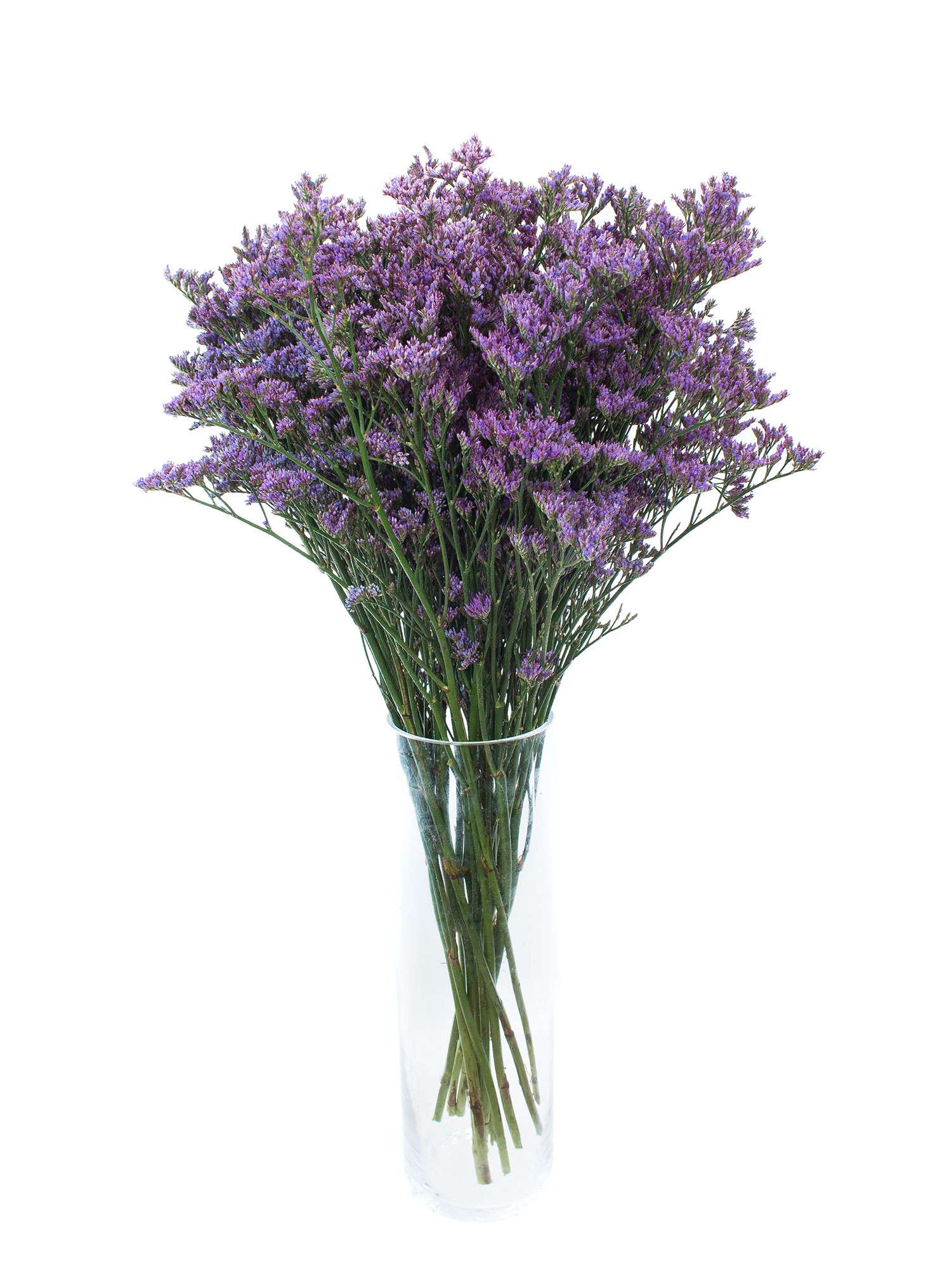 blumigo-strandflieder-dark-blue-violett-statize image 3