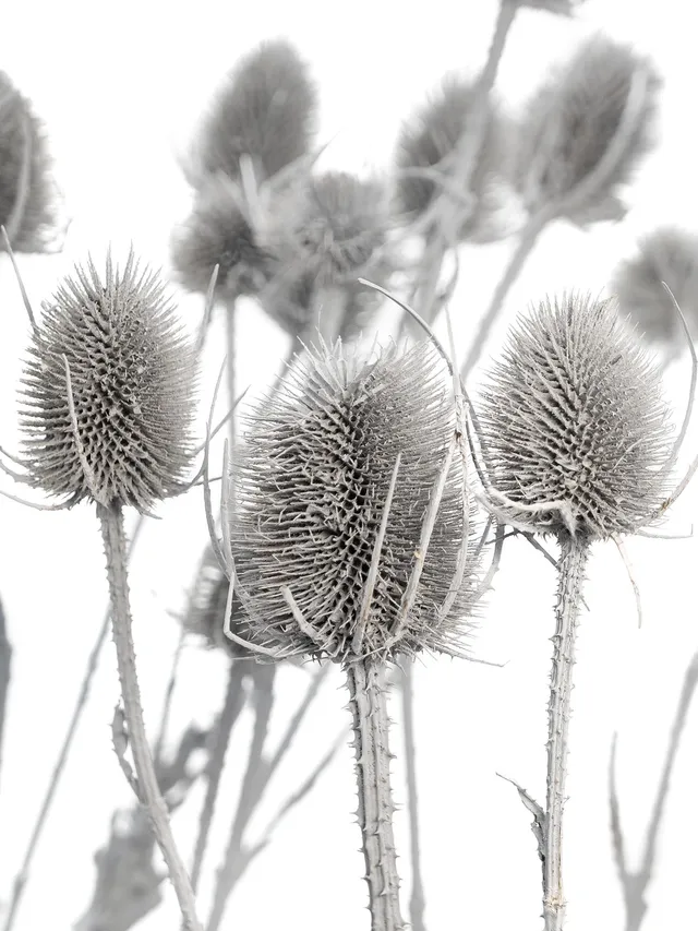 blumigo-wilde-karde-dipsacus-grau-getrocknet image 1