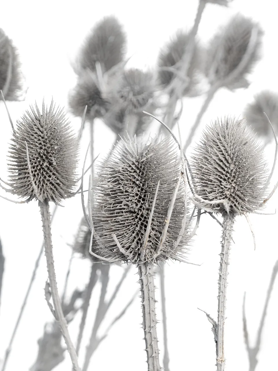 blumigo-wilde-karde-dipsacus-grau-getrocknet image 1