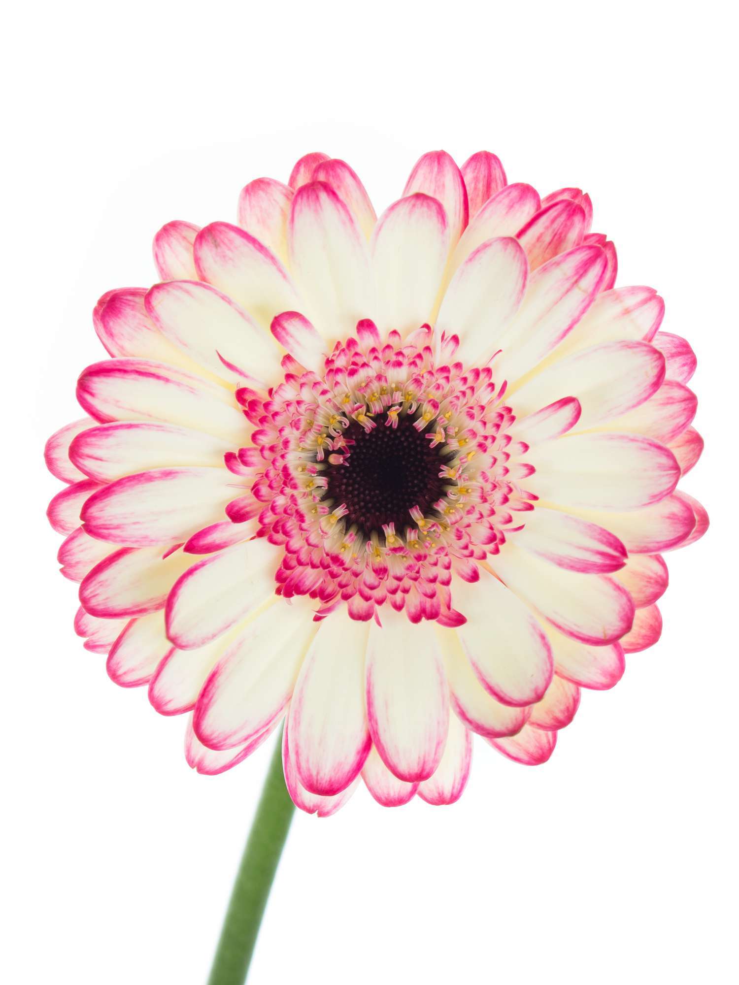 blumigo-gerbera-mini-curiosa-wei-pink-schnittblume image 1