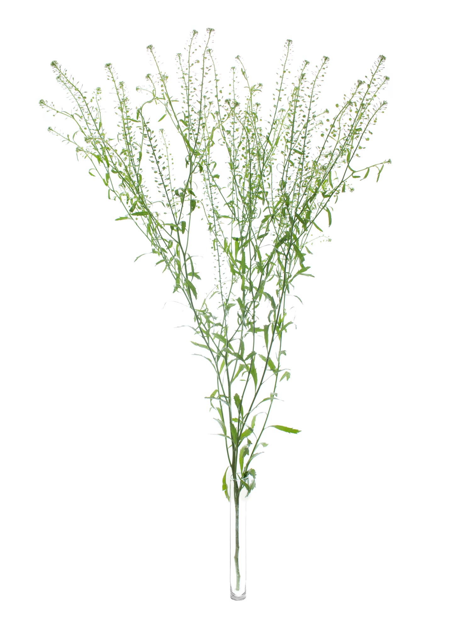 blumigo-blattwerk-hirtent-schelkraut-green-bell-gr-n-bindegr-n image 4