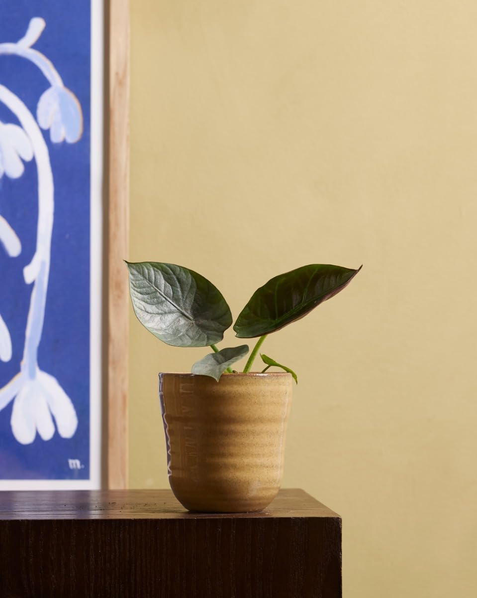 plnts-babyplnts-alocasia-nebula-zimmerpflanze-10-cm-baby image 7