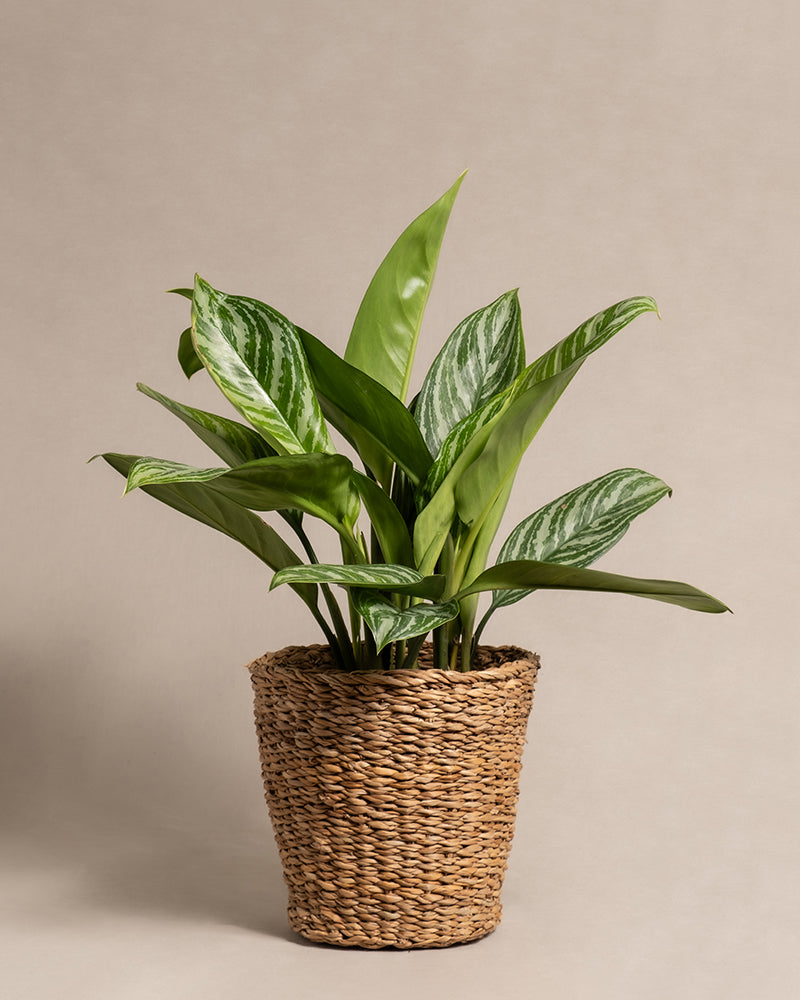 feey-variado-aglaonema-stripes-zimmerpflanze-ohne-bertopf image 7