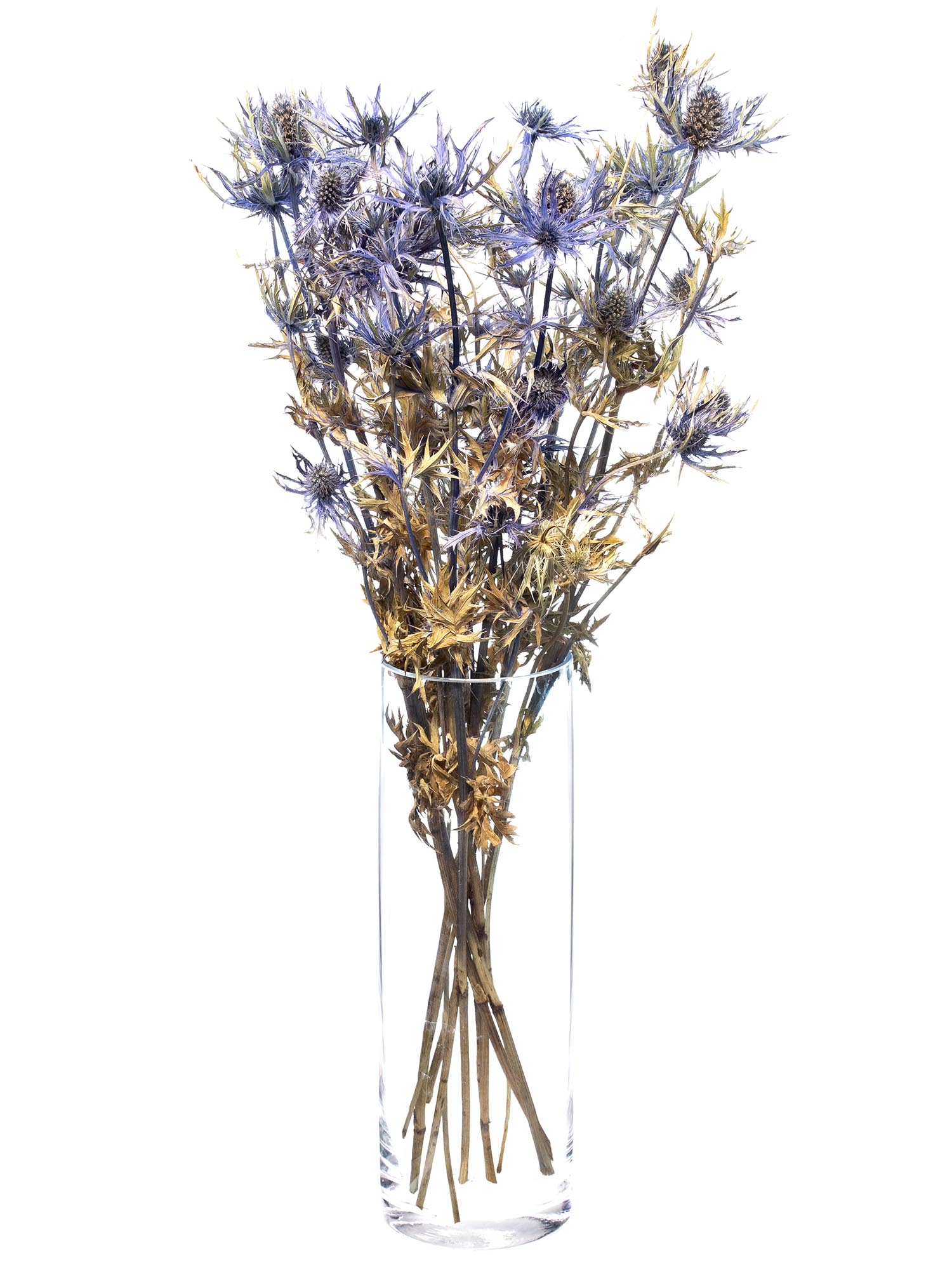 blumigo-trockenblumen-disteln-orion-qstar-blau-getrocknet image 3