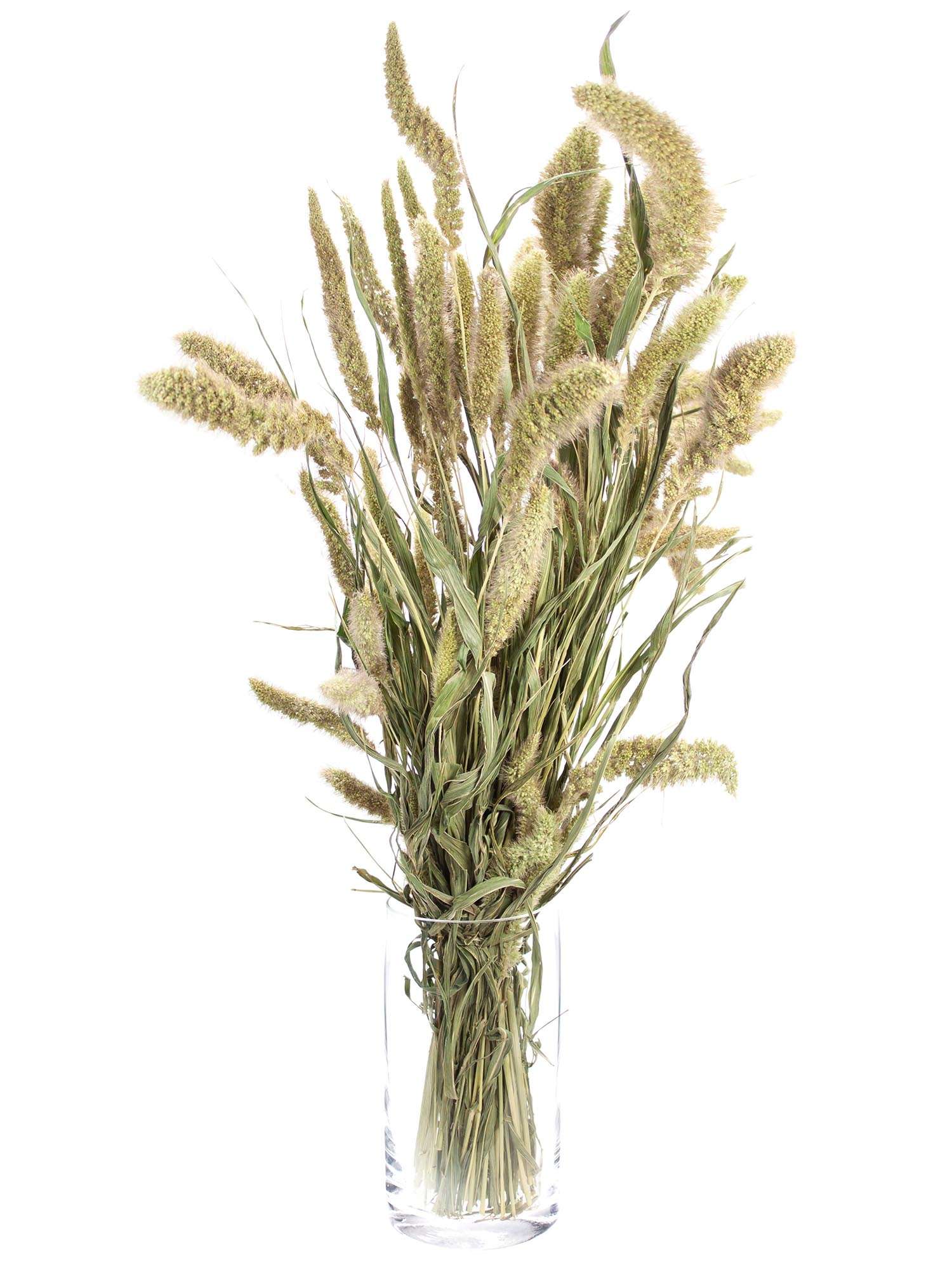 blumigo-trockenblumen-setaria-borstenhirse-natur-braun-gr-n image 3