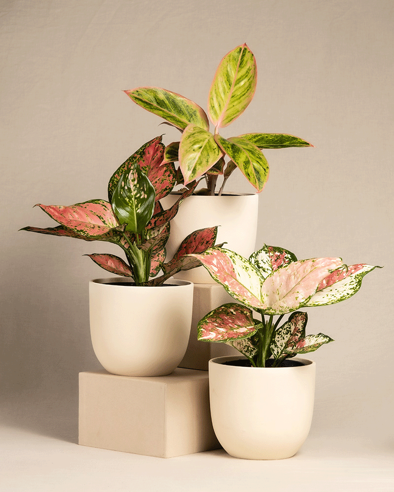 feey-variado-buntes-aglaonema-trio-zimmerpflanzen-3er-set image 7