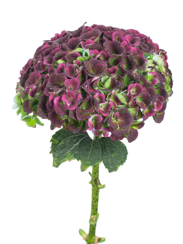 blumigo-revolution-classic-hortensie-aubergine-gr-n-blume image 1
