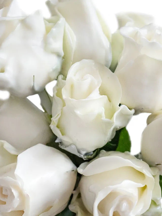 blumigo-rosen-gewachst-wachsrosen-wei-haltbar image 1