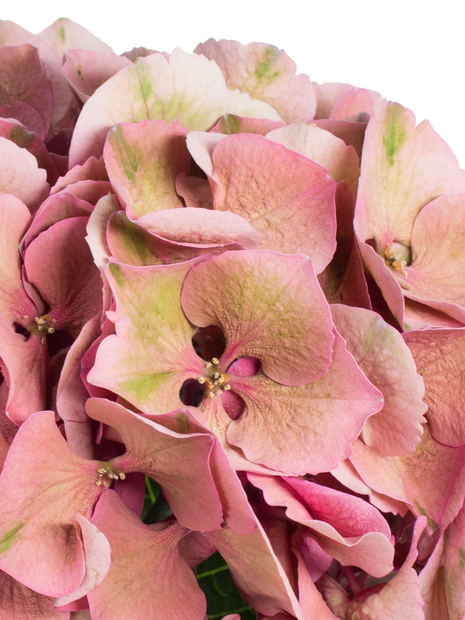 blumigo-hortensien-magical-sibilla-classic-schnittblume-gr-n-alt-ros image 4