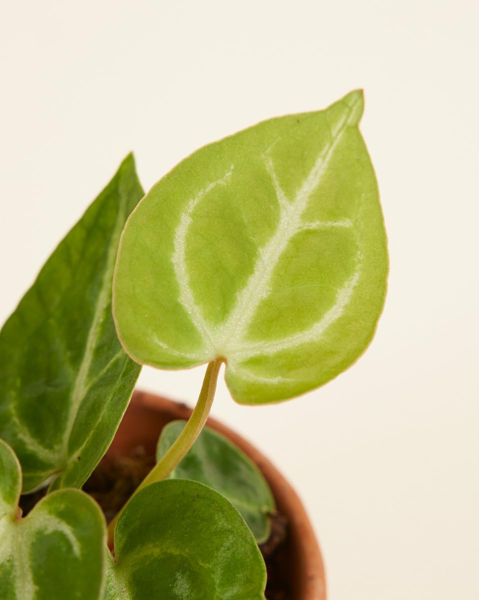 plnts-babyplnts-baby-anthurium-crystallinum-mini-pflanze-10-cm-bl-te image 3