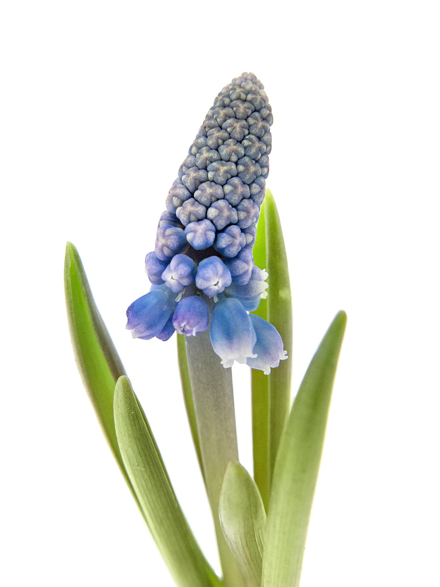 blumigo-fr-hlingsknollen-muscari-gewachst-wei-blaue-bl-te image 3