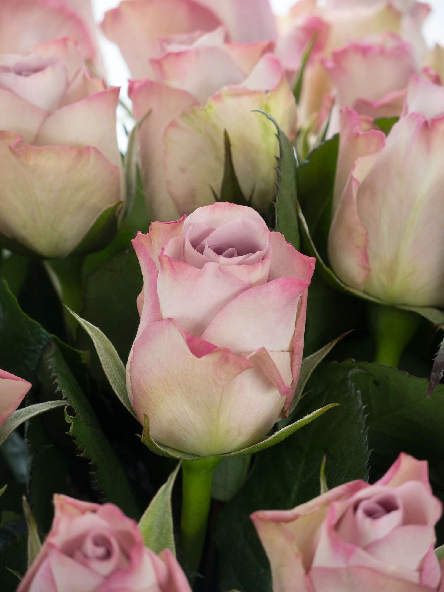 blumigo-rosen-memory-lane-rose-lila-flieder-dezent-duftend image 2