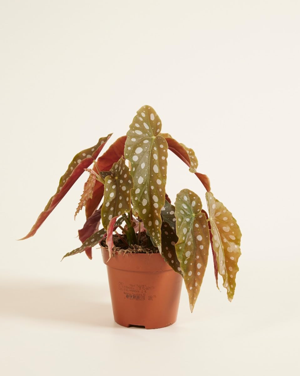 plnts-begonia-maculata-zimmerpflanze-20-cm-12-cm-topf image 2