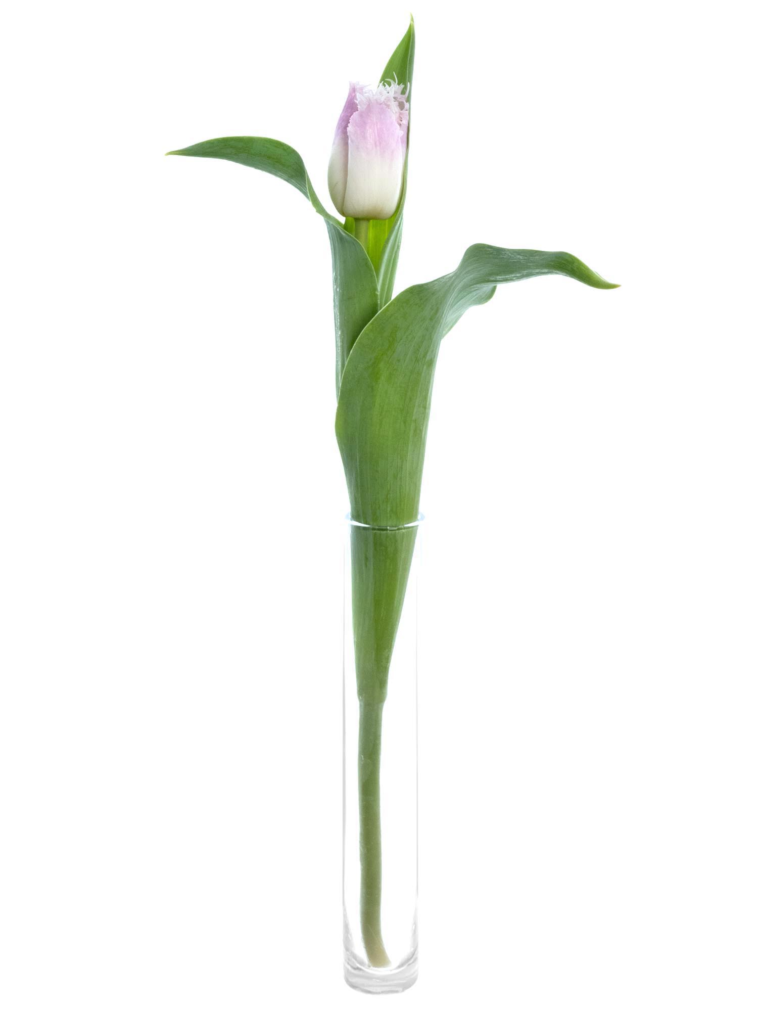 blumigo-tulpen-oviedo-gefranste-tulpen-wei-rosa-8-tage-frisch image 3