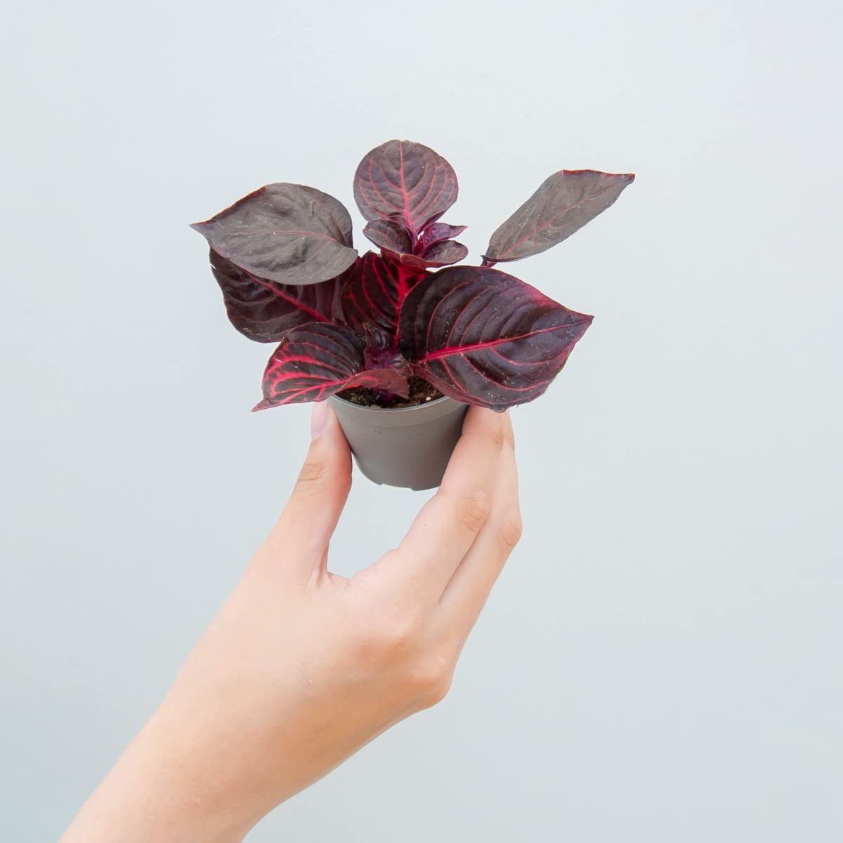 plnts-babyplnts-herbstii-bloodleaf-zimmerpflanze-6cm-topf image 7