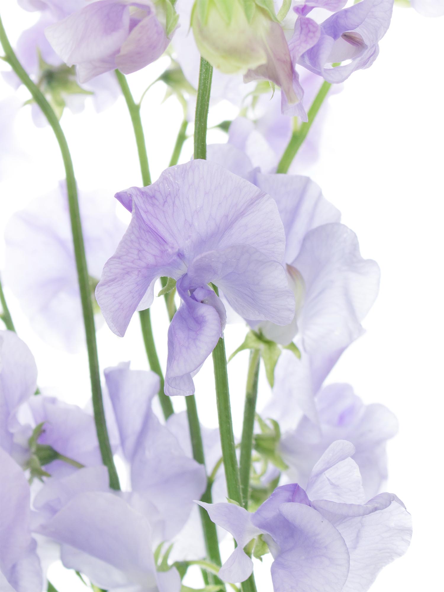 blumigo-wicken-sunshine-lavender-violette-schnittblumen-1-stiel image 1