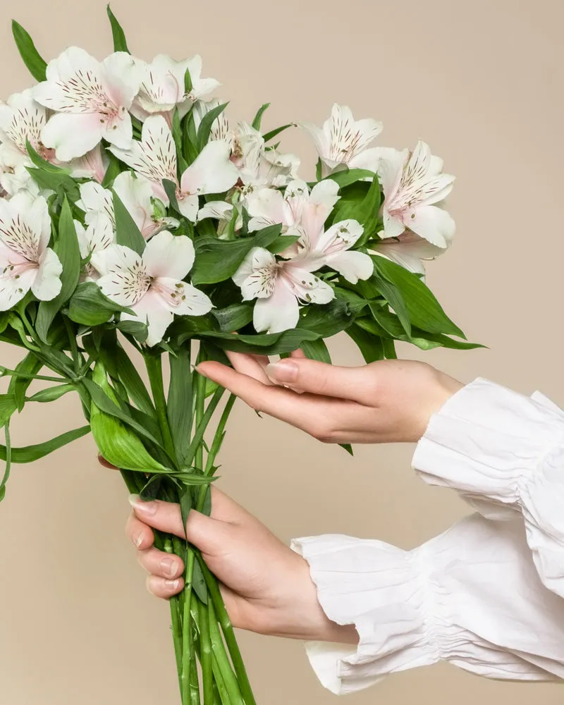 feey-rilio-alstroemeria-wei-schnittblumen-frisch image 1