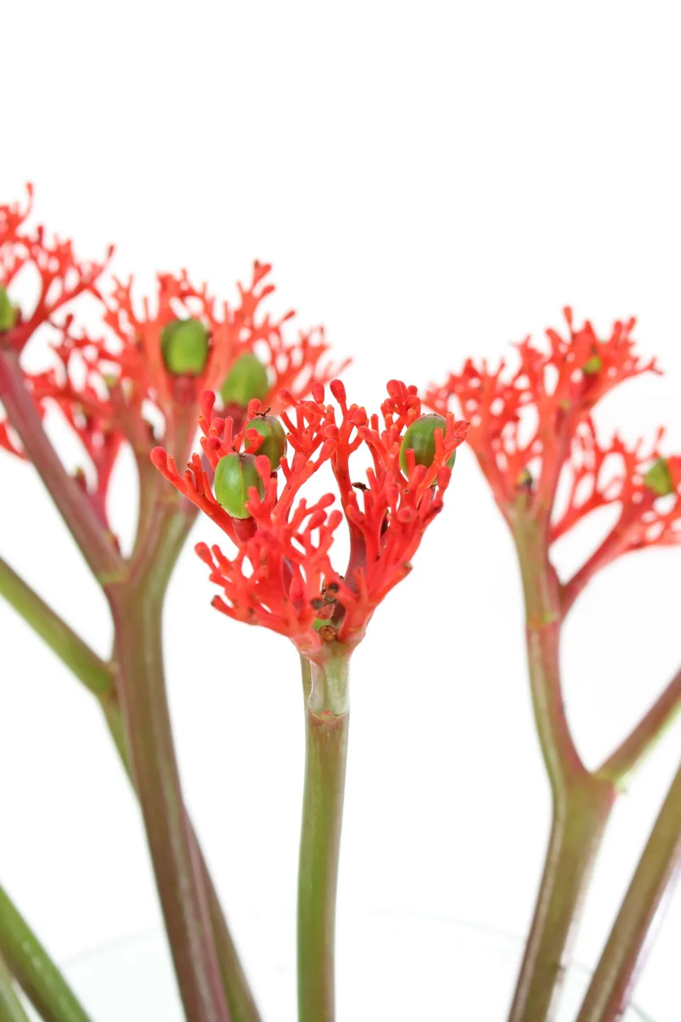 blumigo-jatropha-firecracker-bindegr-n-rot-1-stiel image 1
