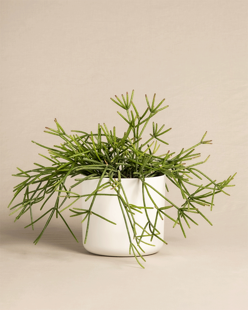 feey-variado-rhipsalis-neves-armondii-zimmerpflanze-ohne-bertopf image 8