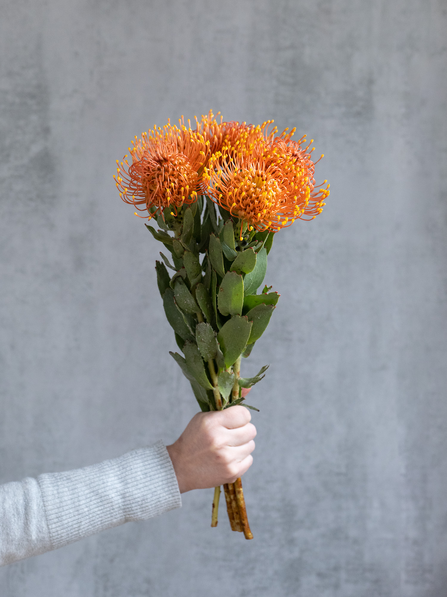 blumigo-golden-dust-nadelkissen-protea-schnittblume-orange-gelb image 4