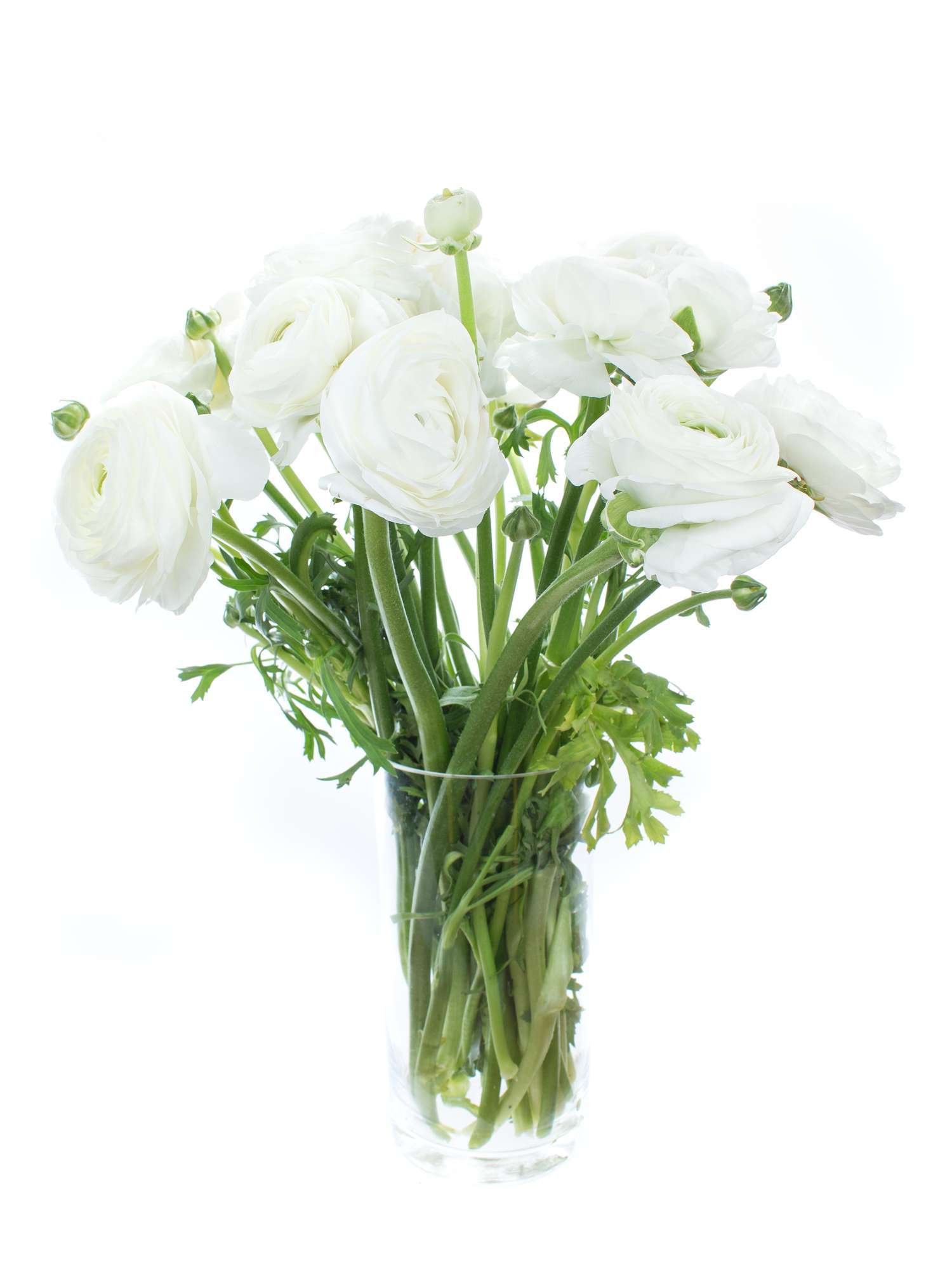 blumigo-ranunkeln-xl-cloni-cover-wei-frisch image 4