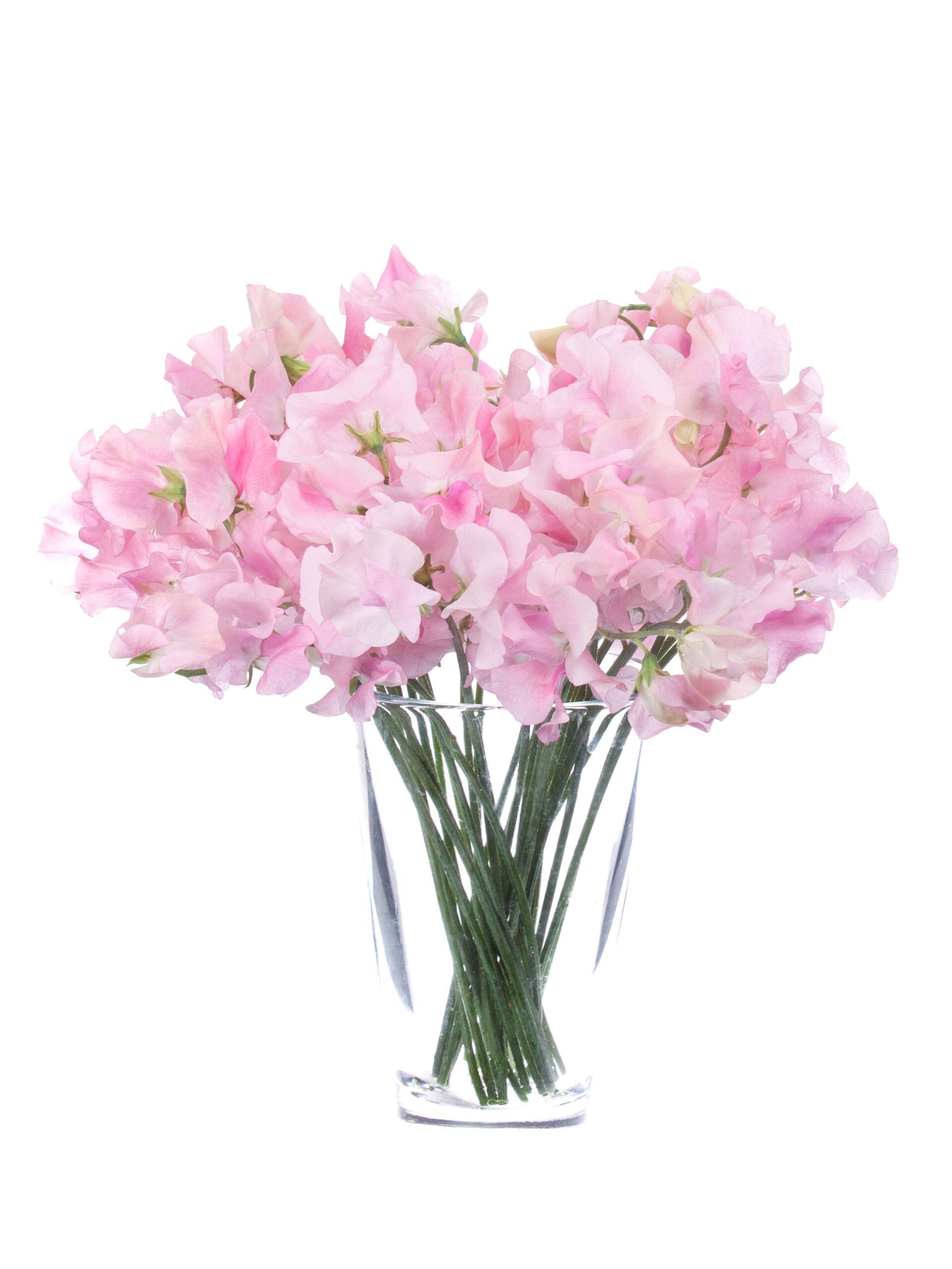 blumigo-rosen-wicken-sunshine-rose-rosa image 2