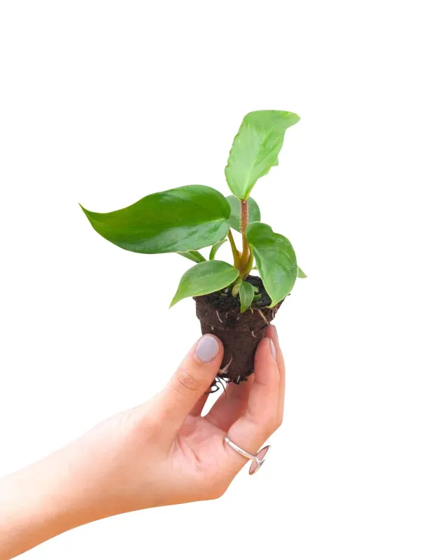 plnts-babyplnts-philodendron-squamiferum-zimmerpflanze-25cm image 1