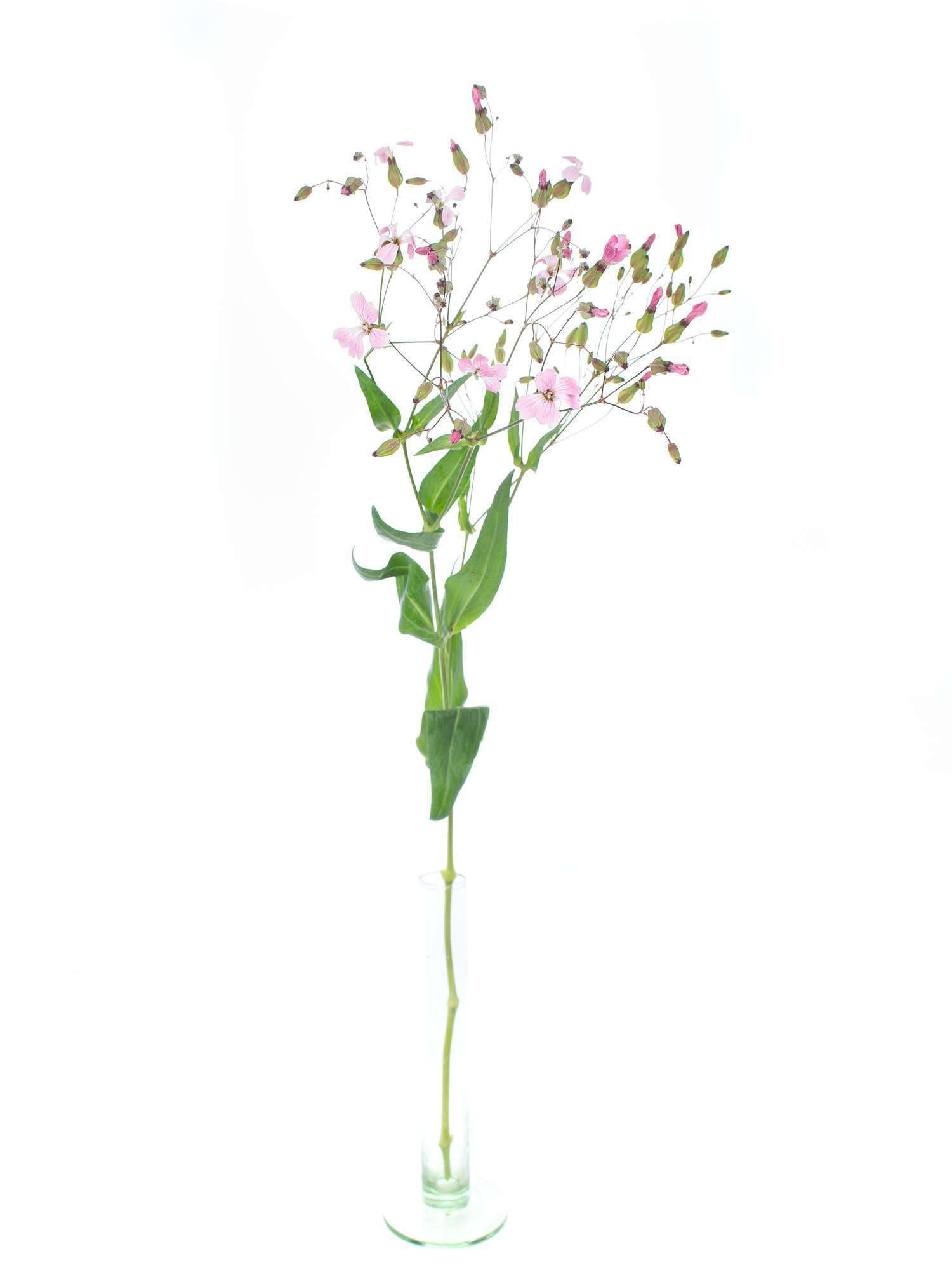 blumigo-blattwerk-saponaria-seifenkraut-schnittblume-rosa image 3