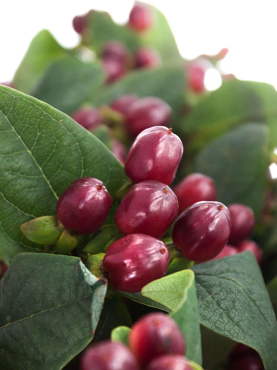 blumigo-hypericum-true-romance-schnittgr-n-dunkel-rot image 1