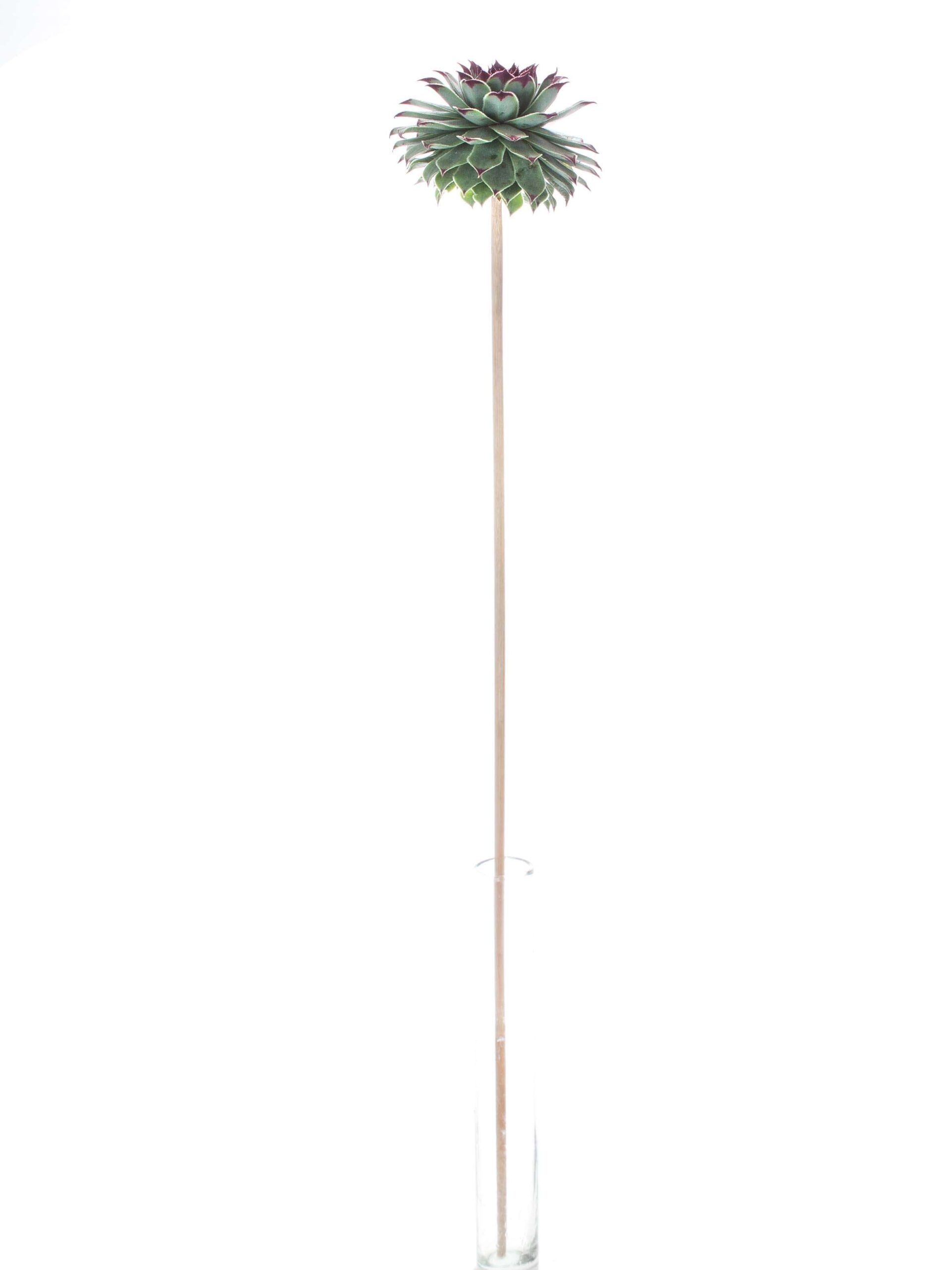 blumigo-sukkulenten-sempervivum-tectorum-gr-n-schwarz image 3