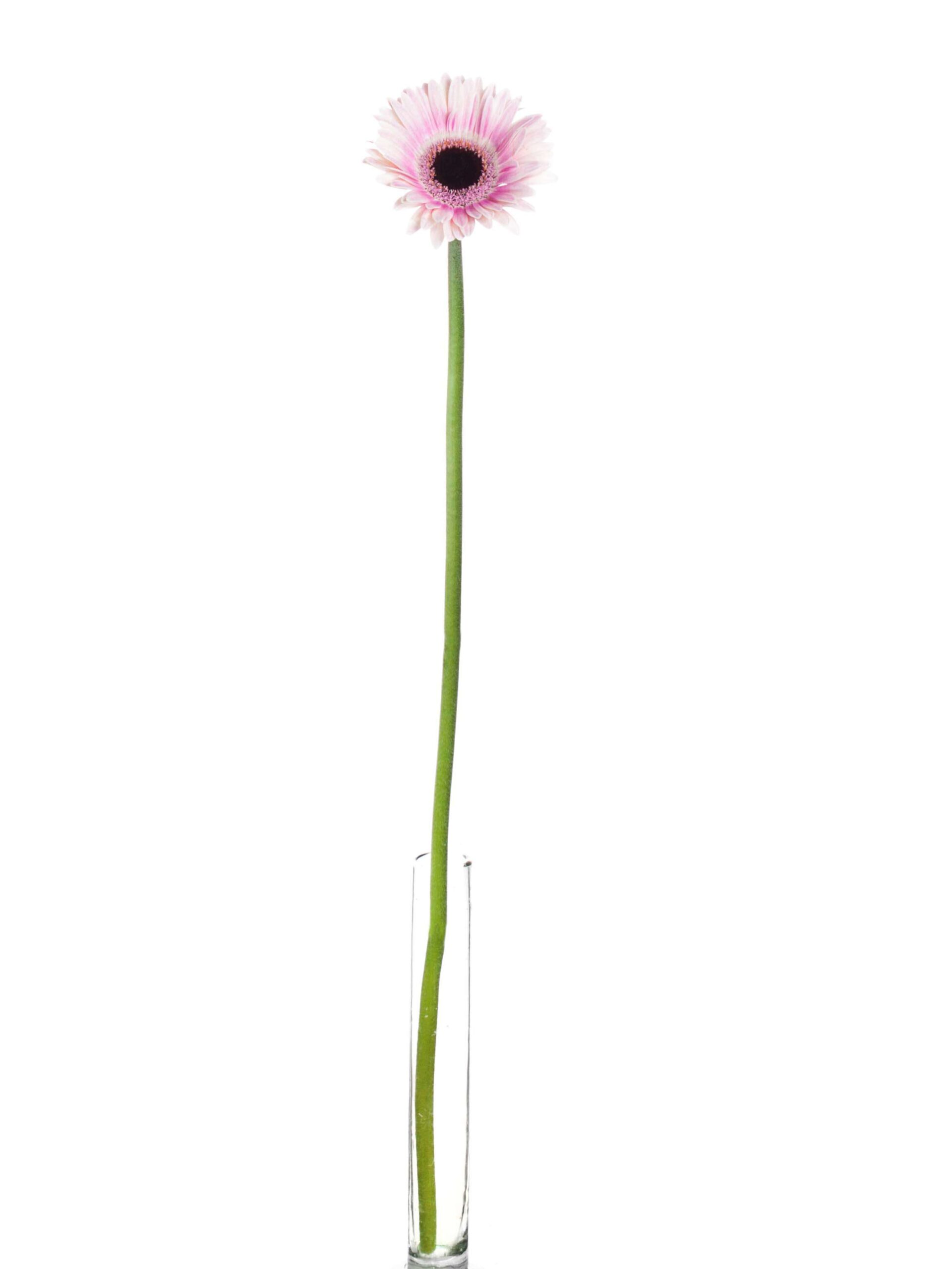 blumigo-gerbera-mini-lexus-schnittblume-pink-wei image 2