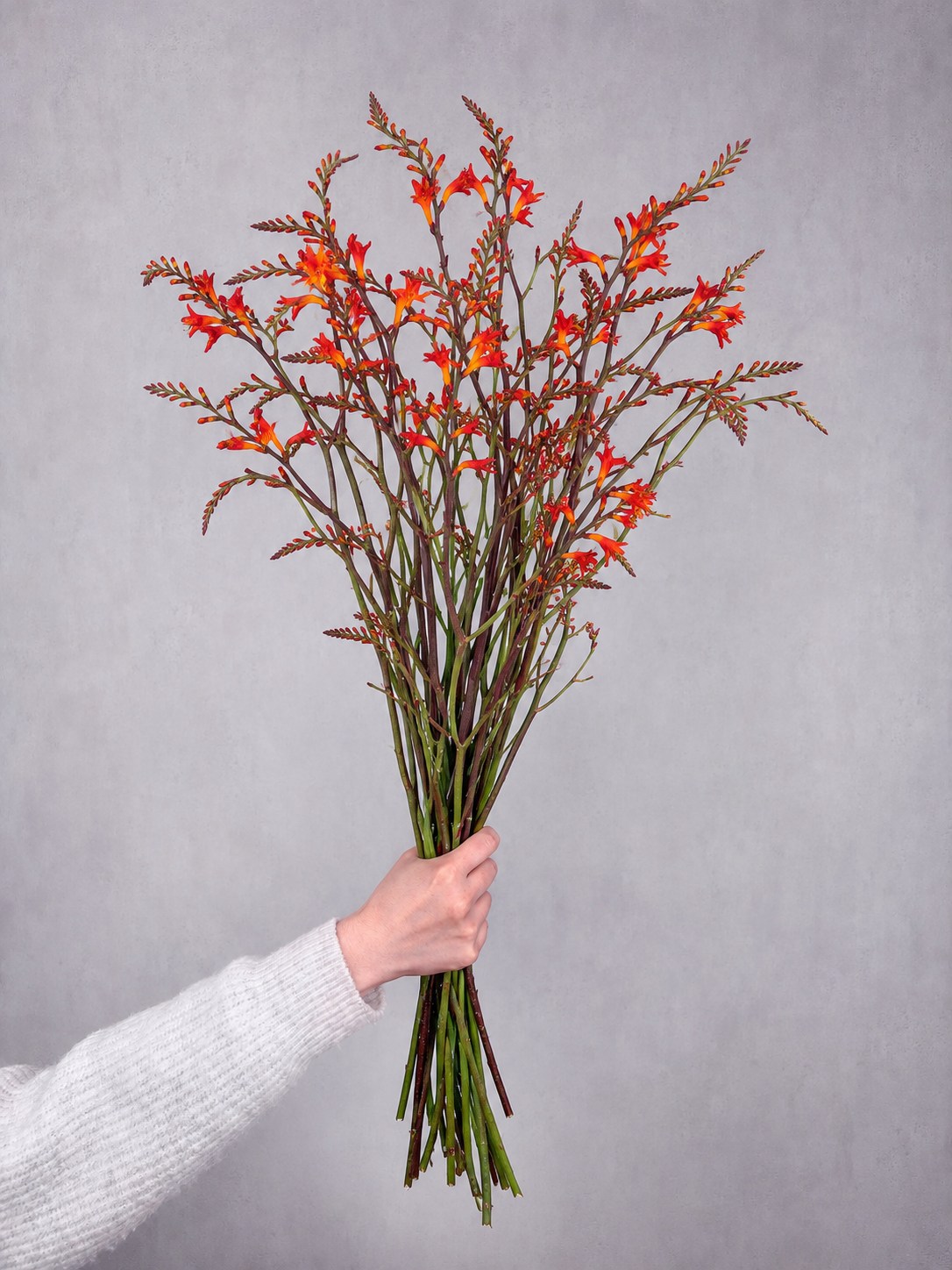 blumigo-crocosmia-lucifer-montbretie-orange-rot image 2