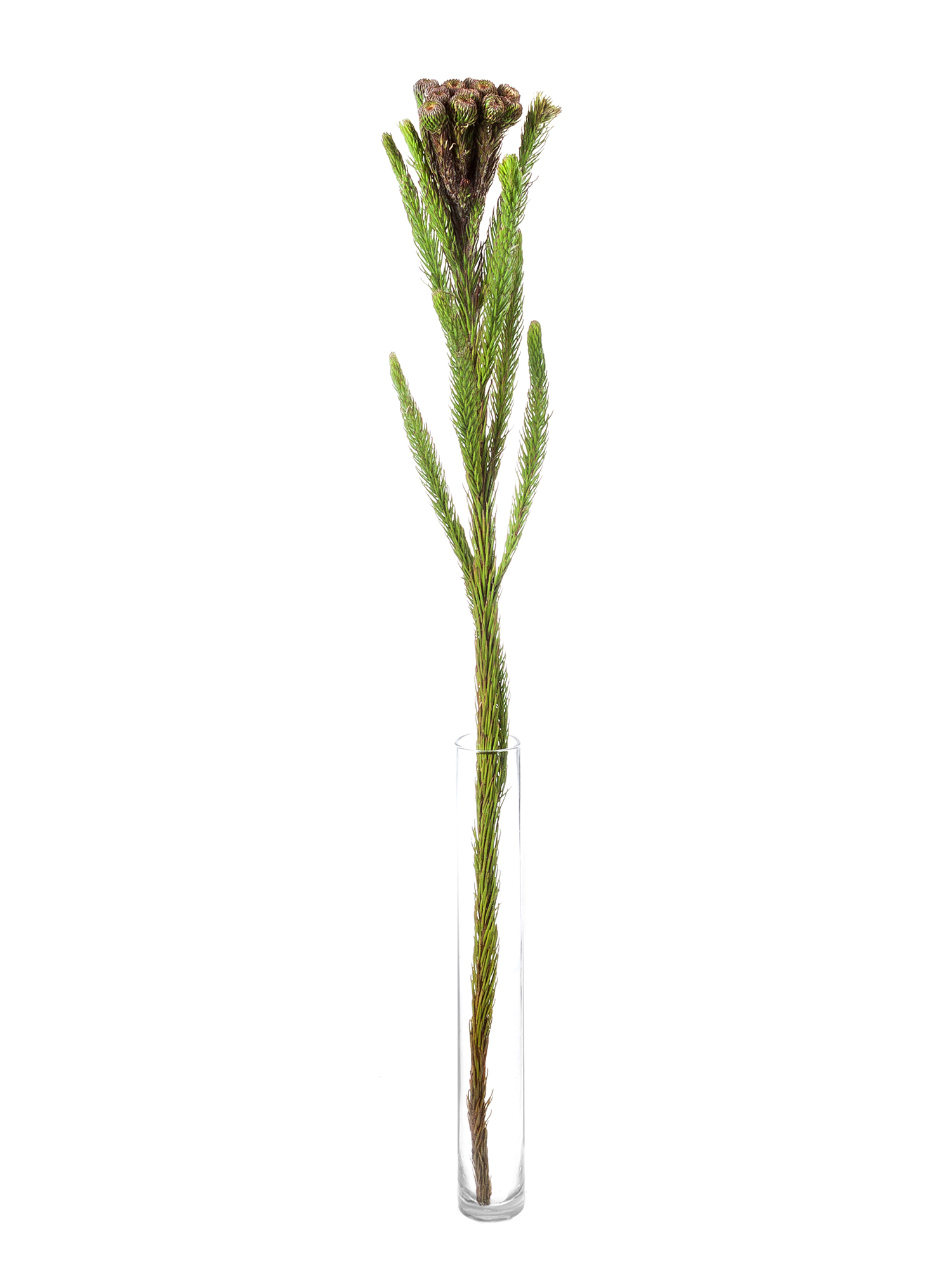blumigo-brunia-albiflora-bindegr-n-silber-wei image 8