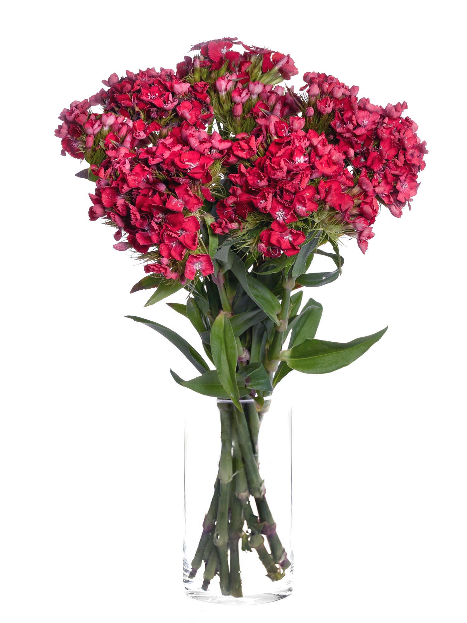 blumigo-nelken-aldo-red-schnittnelken-rot image 2