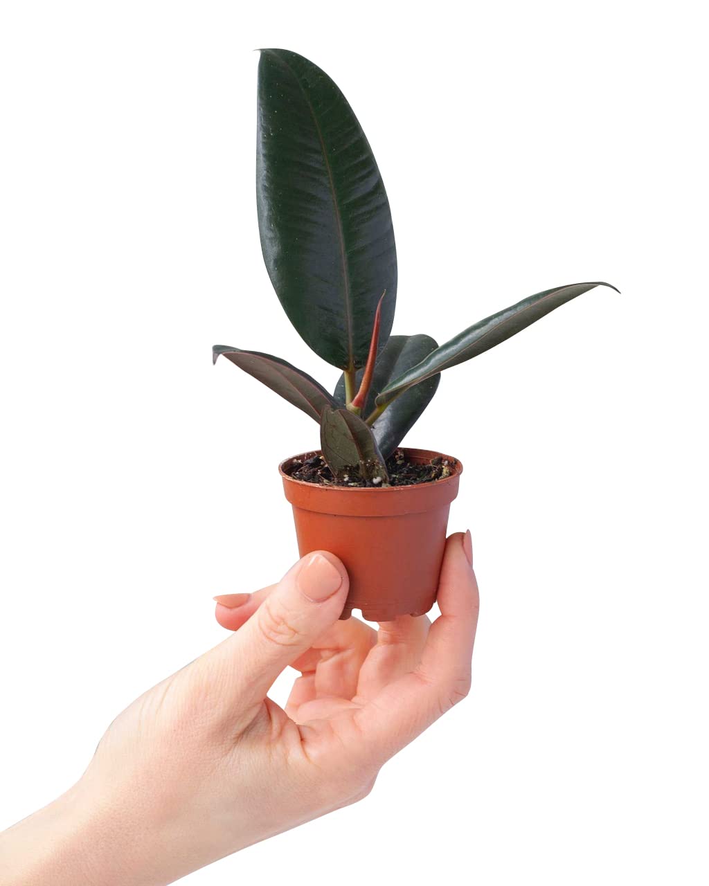 plnts-baby-ficus-robusta-gummibaum-zimmerpflanze-15-cm image 1