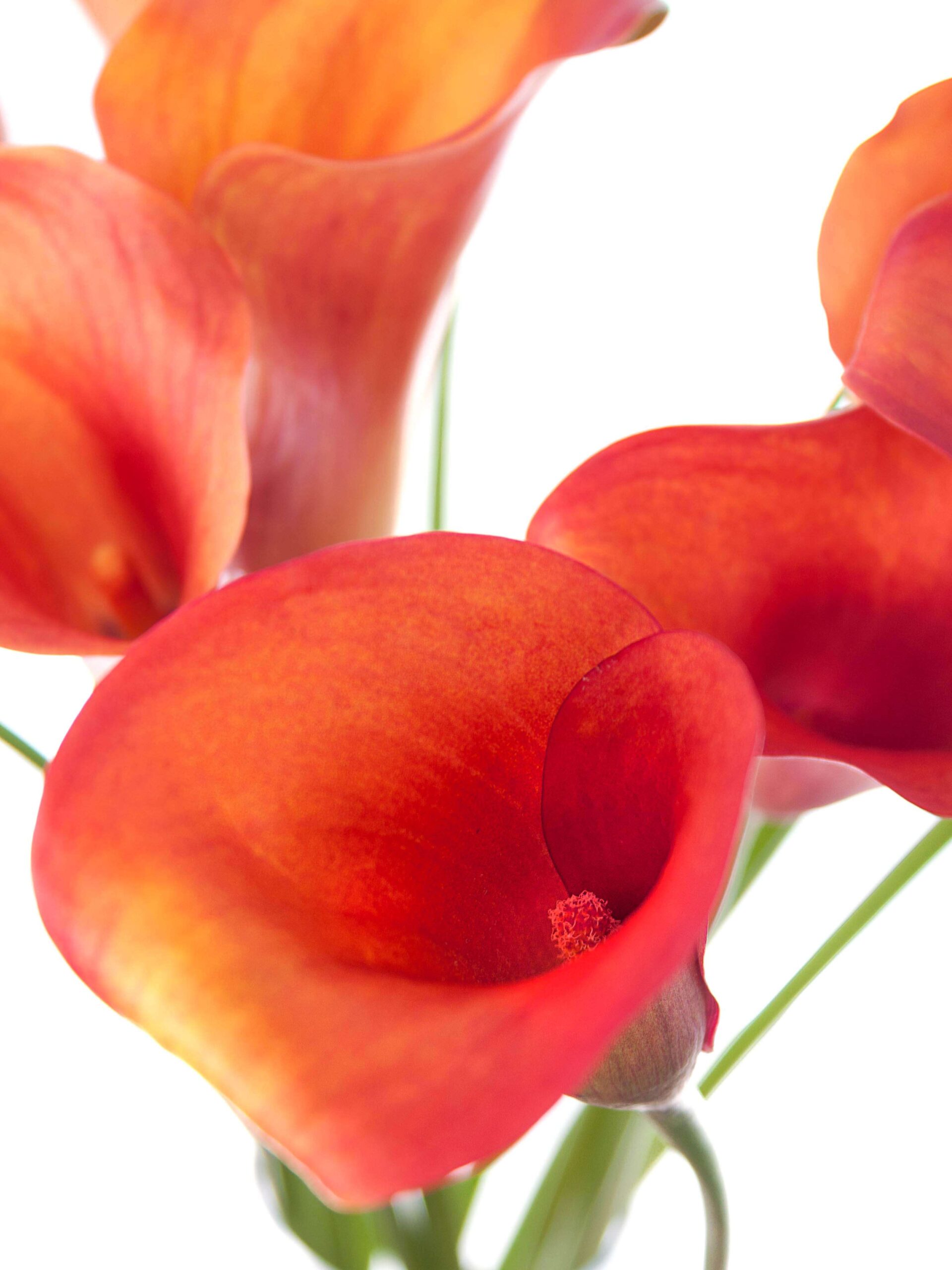 blumigo-calla-captain-odeon-schnittblume-orange-kelch image 2