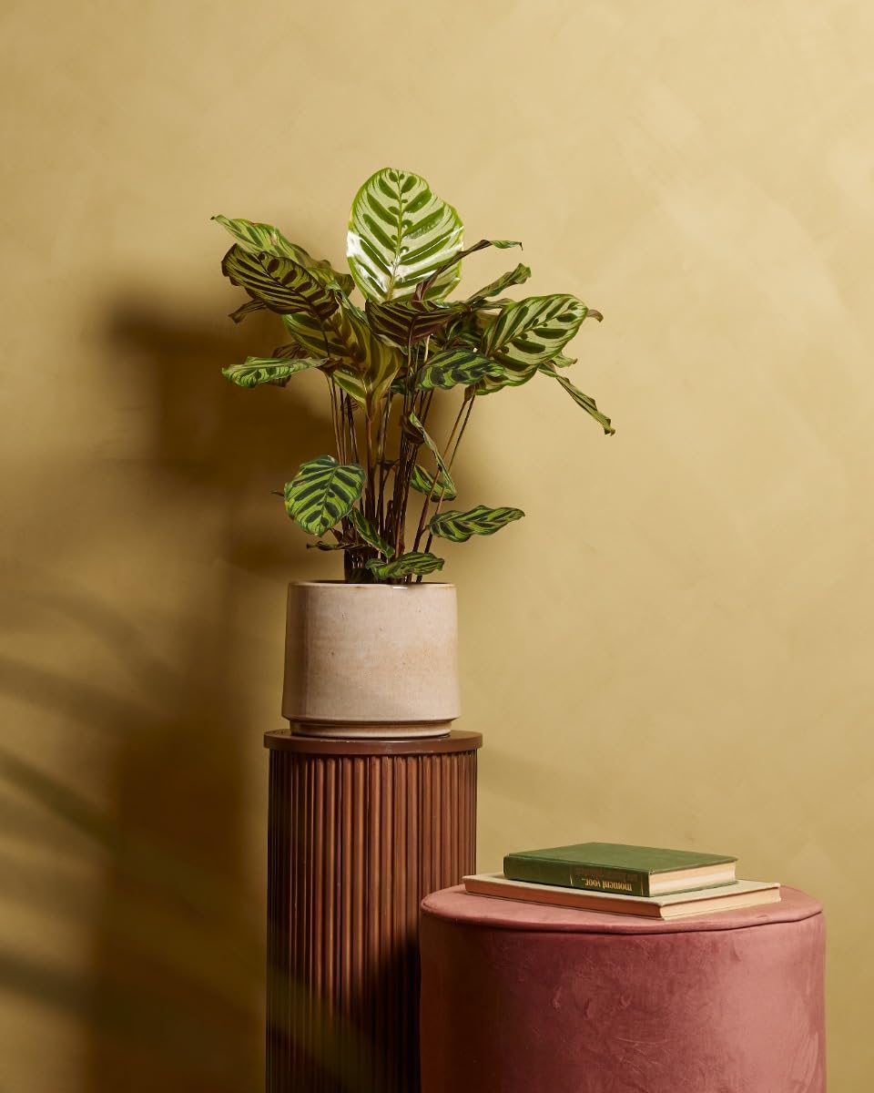 plnts-rareplnts-calathea-makoyana-zimmerpflanze-45cm-pflegeleicht image 4