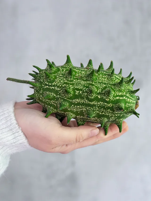 blumigo-ziergurken-xl-cucumis-kiwano-green-herbstdeko-gr-n image 1