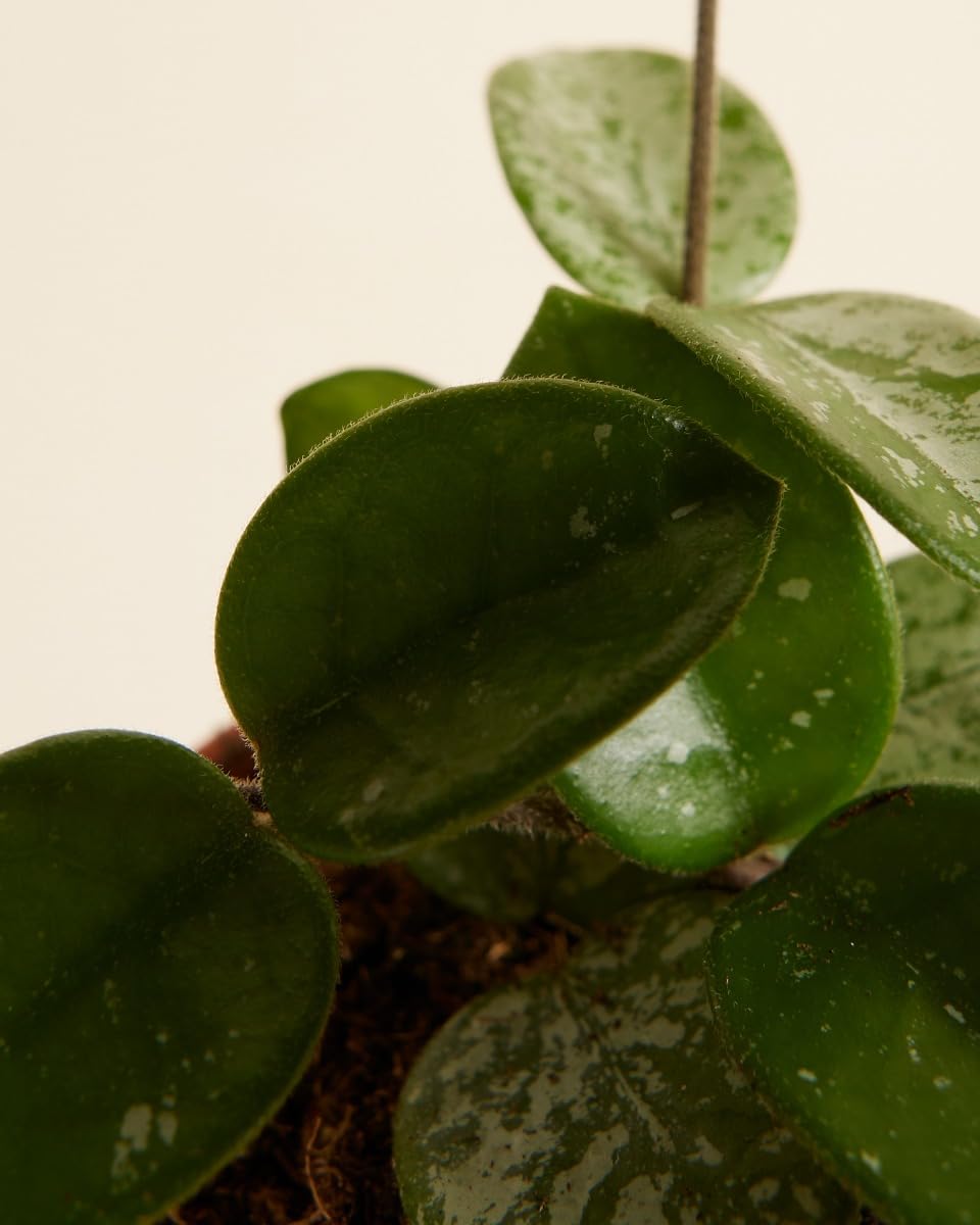 plnts-babyplnts-hoya-mathilde-zimmerpflanze-6cm-topf-wachsblume image 5